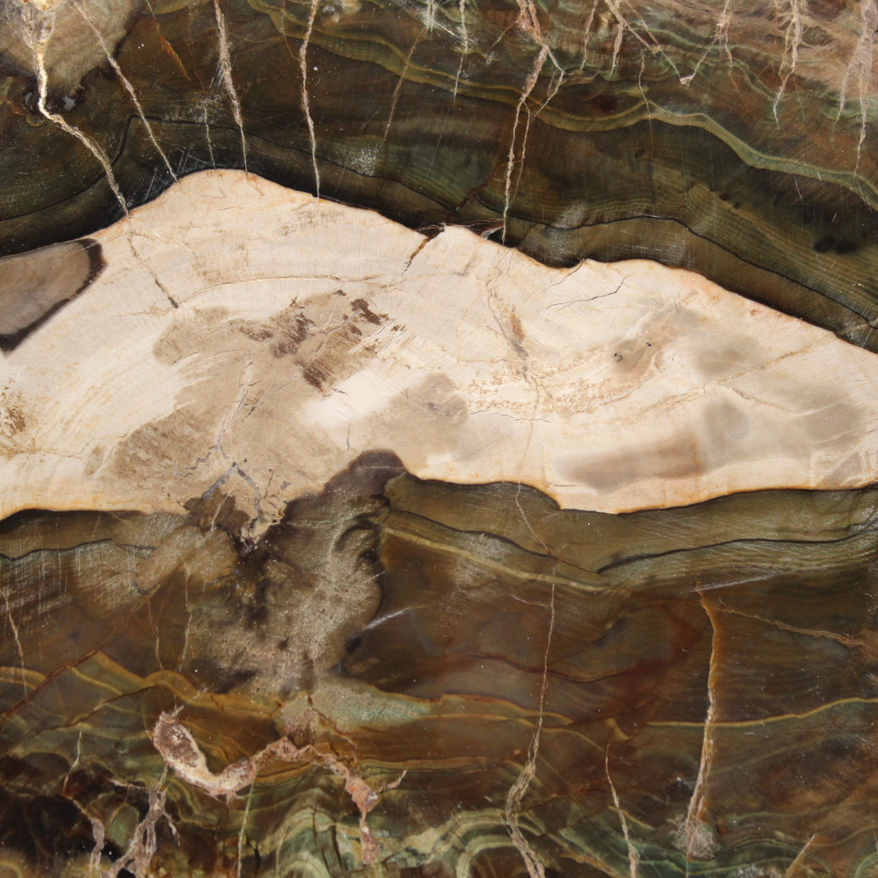 Elongated Slice of Silicified Wood - Origin Madagascar